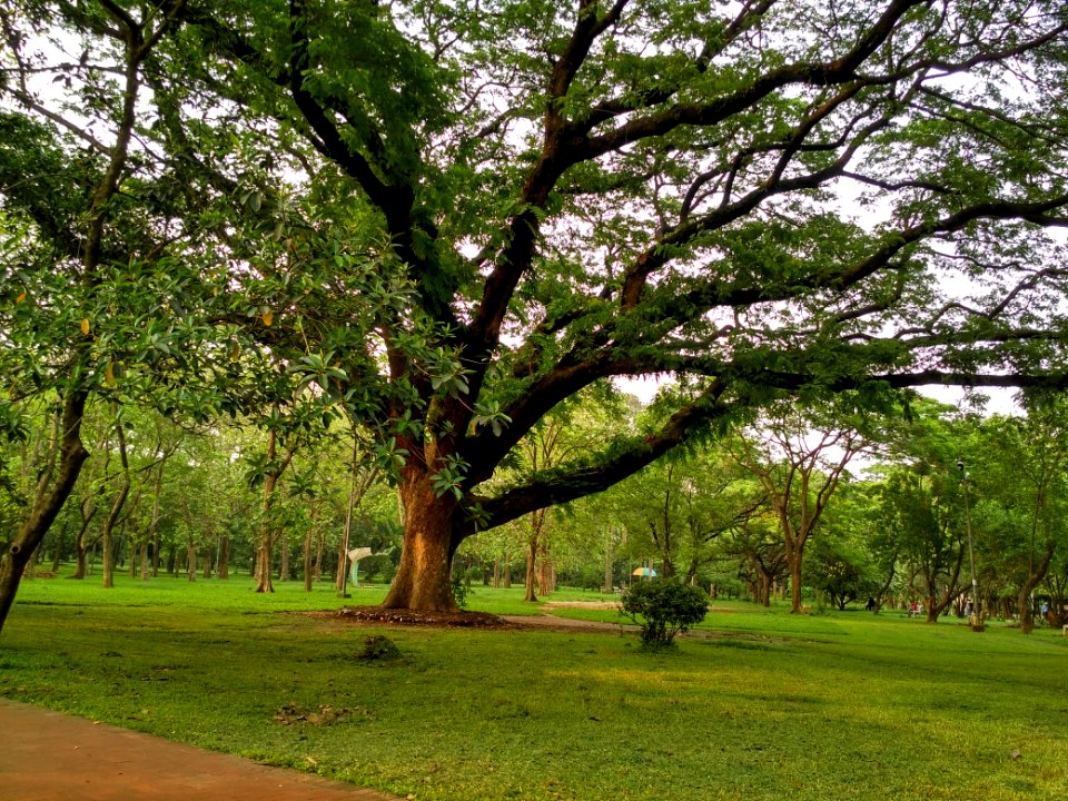 A_big_and_old_tree_at_Ramna_Park_