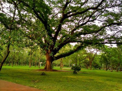A_big_and_old_tree_at_Ramna_Park_