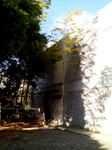 A_bamboo_tree