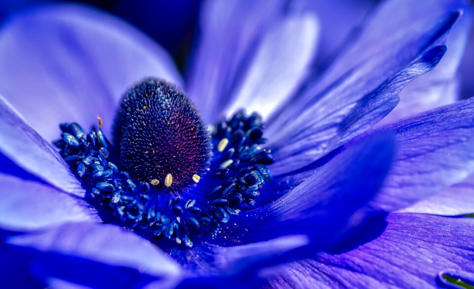 Colorful closeup macro