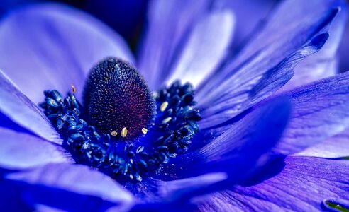 Colorful closeup macro