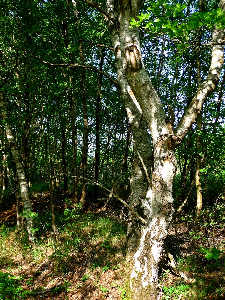 A_birche_in_a_grove_in_the_peat_Föchteloërveen,_North-Netherlands,_spring_2012