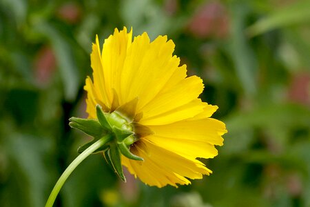 Asteraceae the petals based