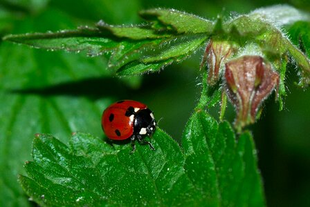 Insect lucky charm close up photo