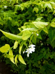 A_certain_flower_-_Hua_Hin_-_2017-04-14_(001)