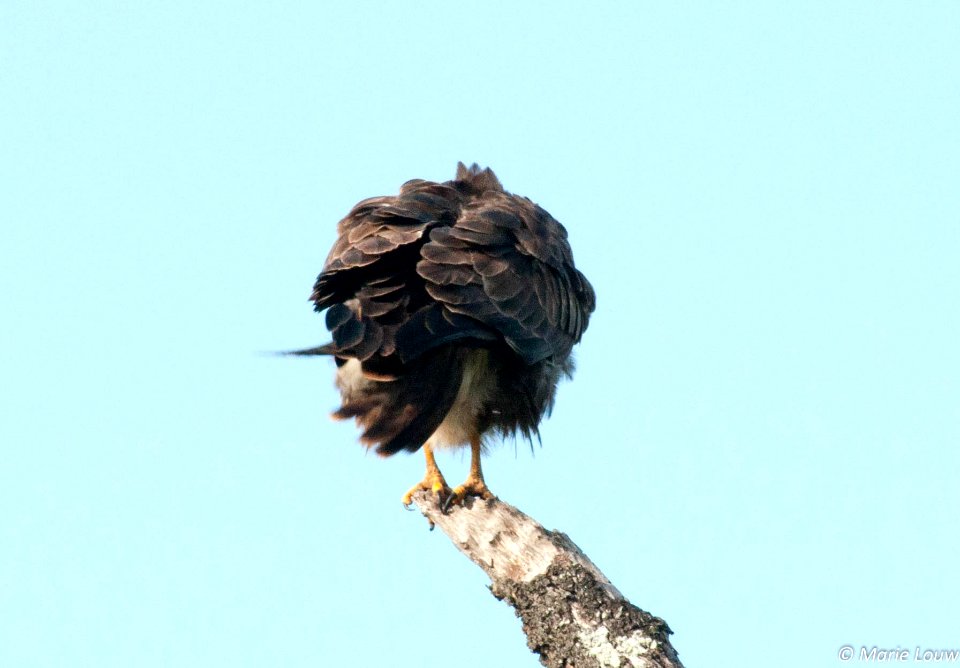 A_Ball_Of_Feathers_(197323739)