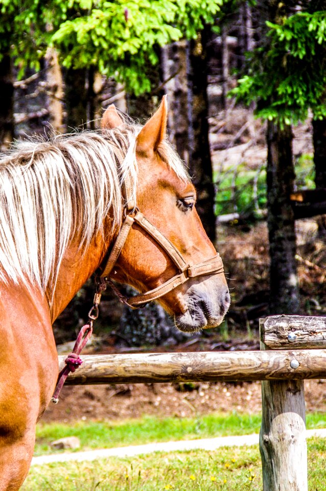 Broodmare horses equine