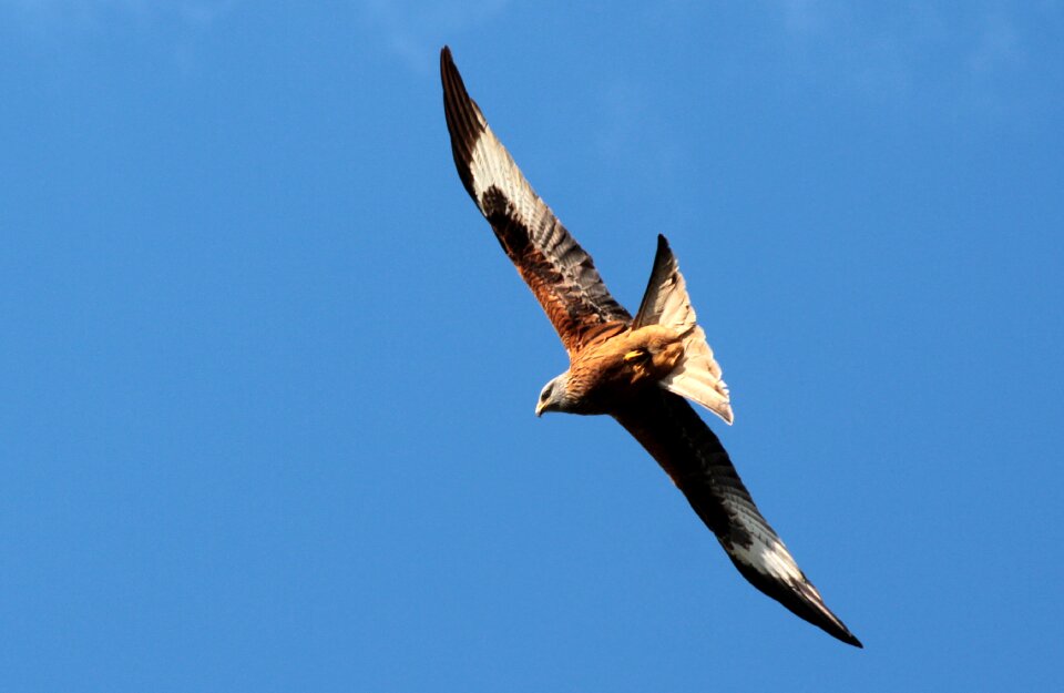 Raptor habichtart flying