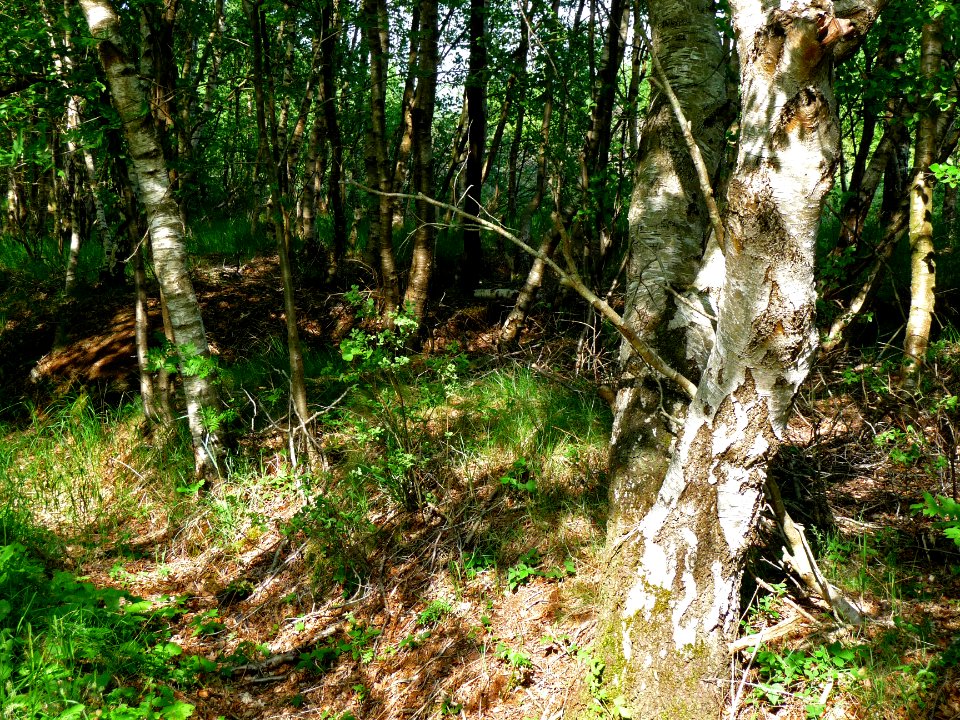 A_close-up_view_of_a_grove_of_small_birches_trees_on_the_peat_soil_of_Föchteloërveen;_The_North-Netherlands