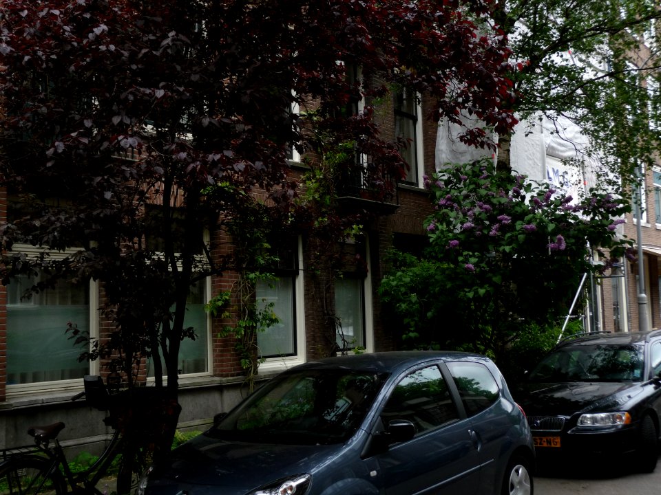 A_close-up_picture_of_a_red_tree_and_houses_in_the_Plantage_Muidergracht,_Amsterdam;_high_resolution_image_by_FotoDutch_in_June_2013