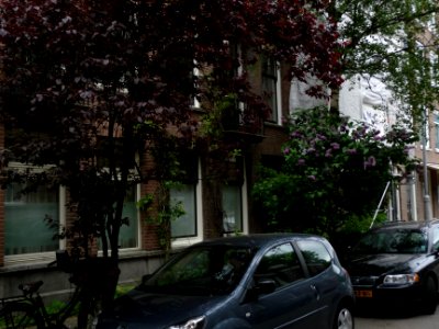 A_close-up_picture_of_a_red_tree_and_houses_in_the_Plantage_Muidergracht,_Amsterdam;_high_resolution_image_by_FotoDutch_in_June_2013 photo