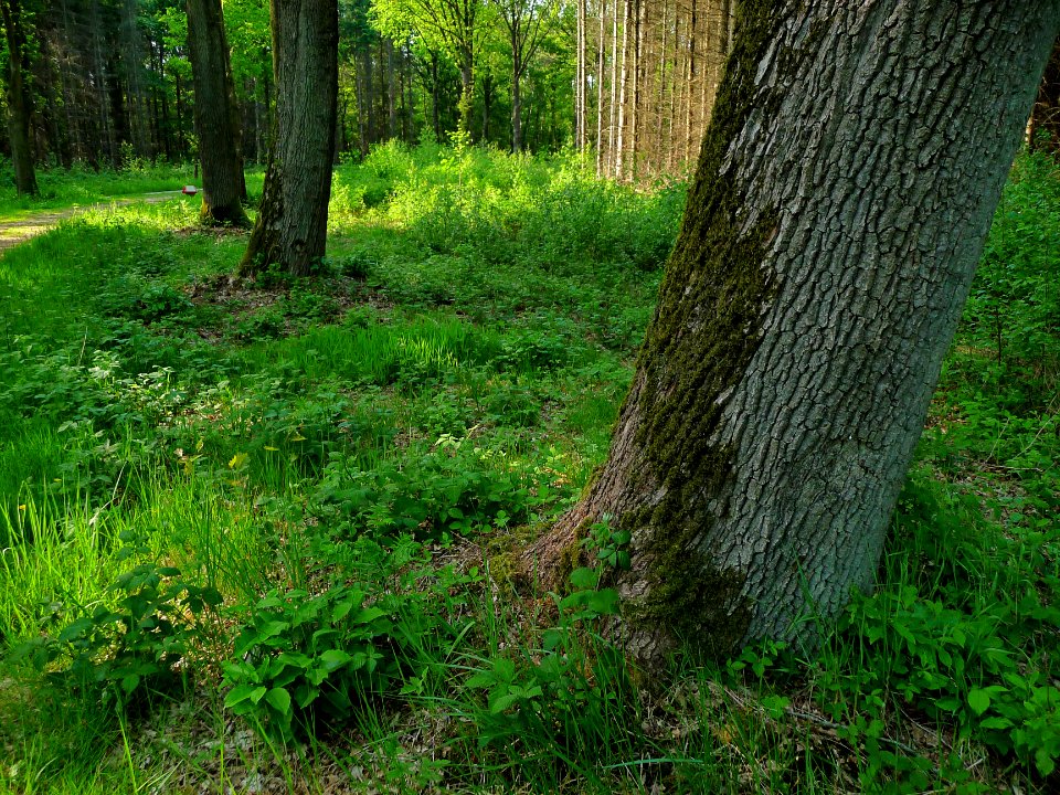 A_covered_tree_trunk_in_the_moorlands_of_Fochterloerveen;_North-Netherlands,_spring_2012