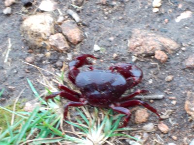 A_crab_at_Seethargundu_Viewpoint