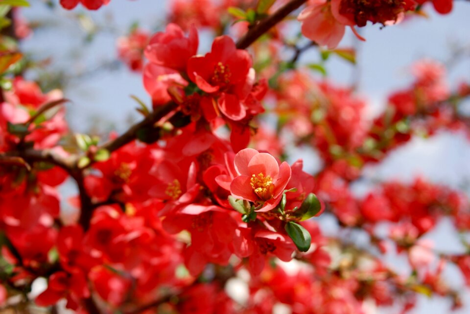 Spring summer nature