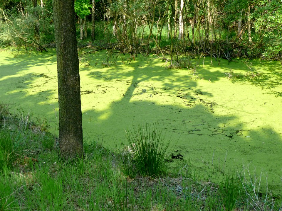 A_ditch_full_of_duckweed_in_the_peatland_Fochterloerveen;_North_Netherlands,_spring_2012