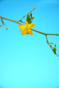 Spring nature yellow flower