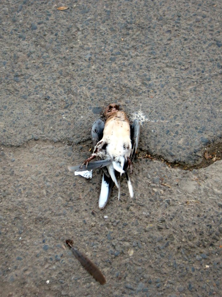 A_dead_bird_on_asphalt_-_south_sadra_blv_-_Nishapur_1