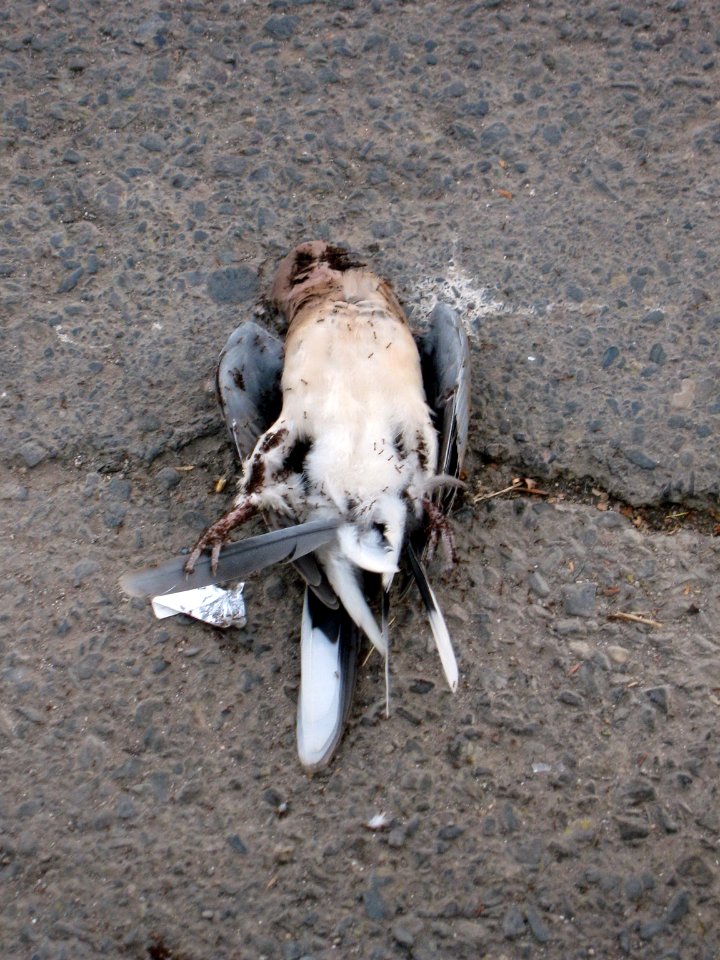 A_dead_bird_on_asphalt_-_south_sadra_blv_-_Nishapur_2