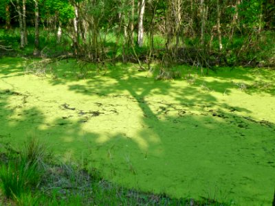 A_ditch_full_of_duckweed_with_birches_on_the_wet_peat_borders;_North-Netherlands,_spring_2012 photo
