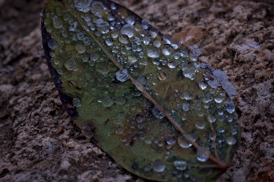 Nature close up dark