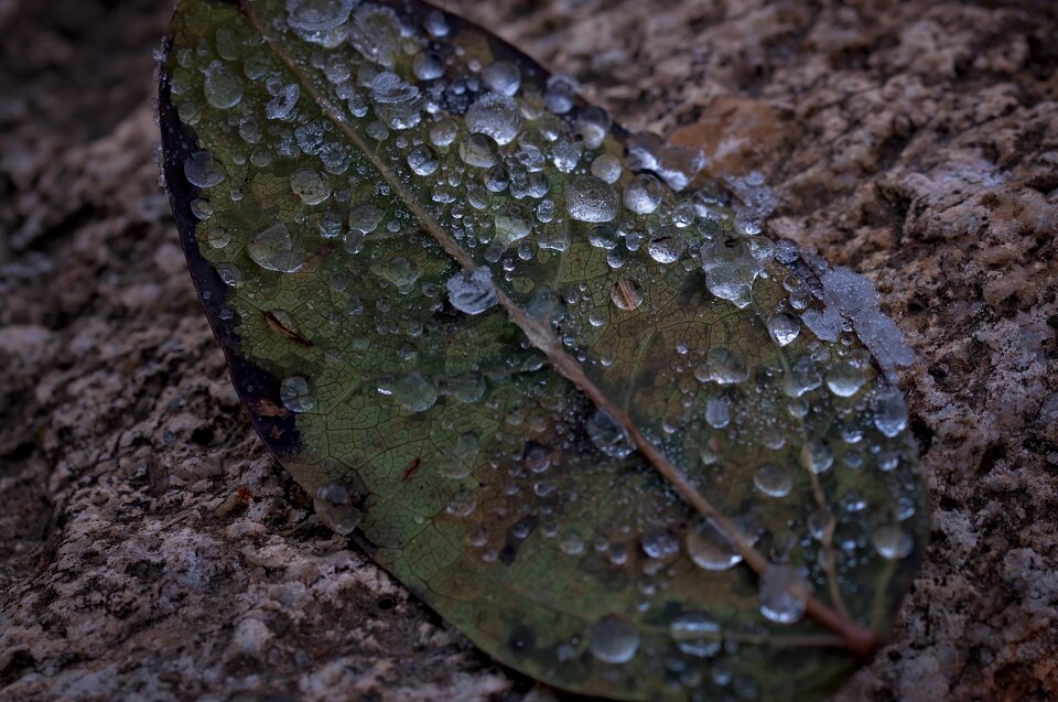 Nature close up dark photo