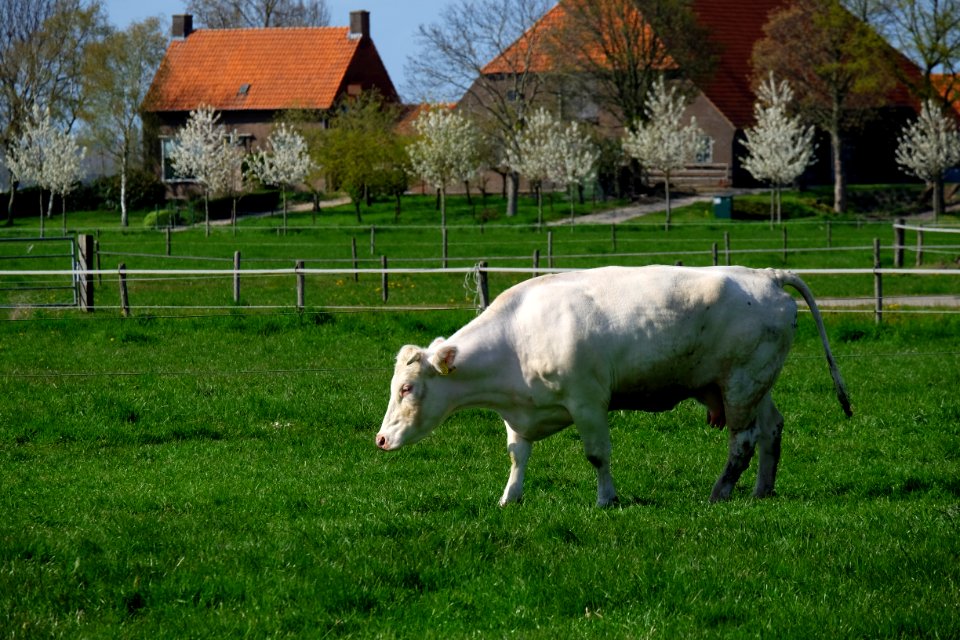 A_dairy_cow_in_Bemmel