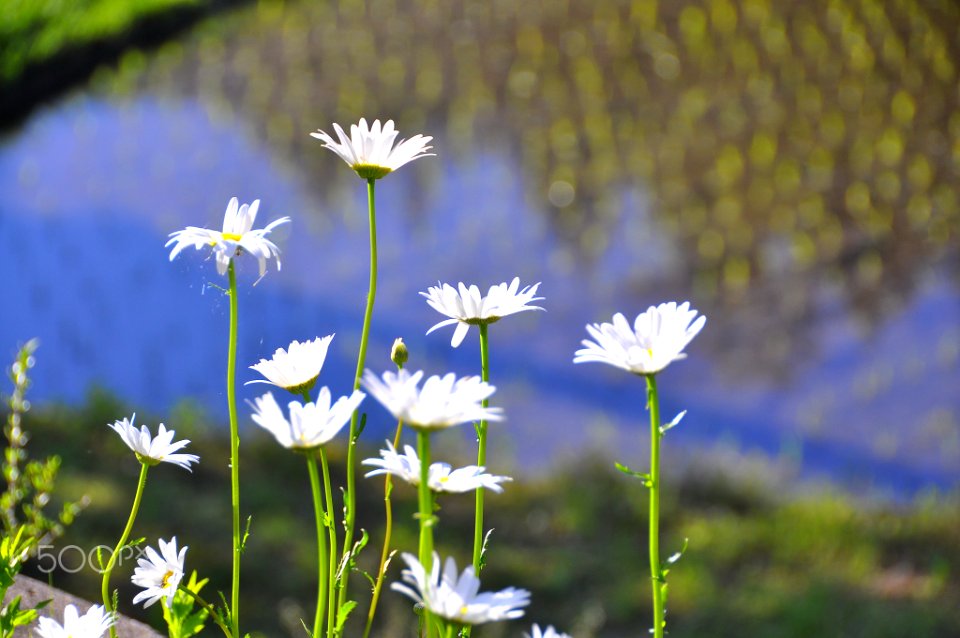 A_Morning_(154381159)