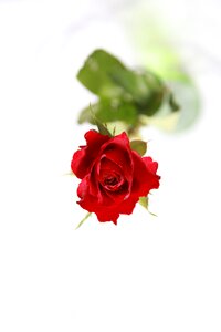 Flower red rose photo