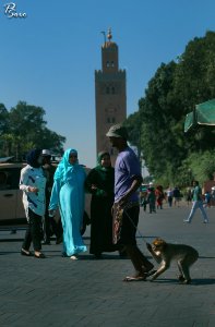 A_Monkey_Friend_Africa_Morocco_(233523307) photo