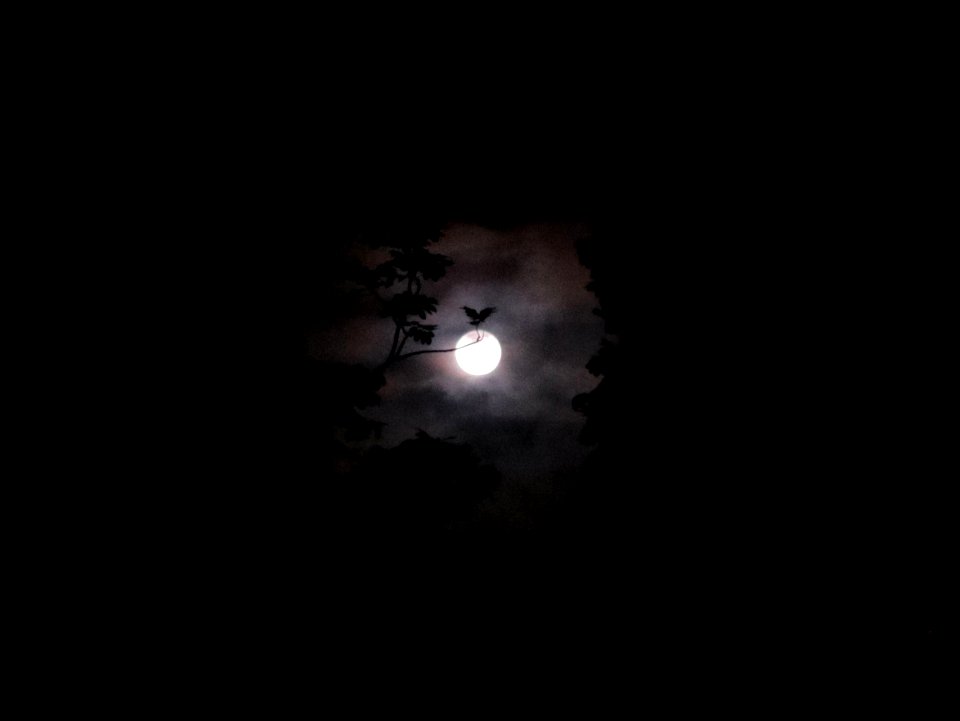A_moonlit_night