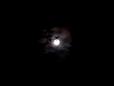 A_moonlit_night photo