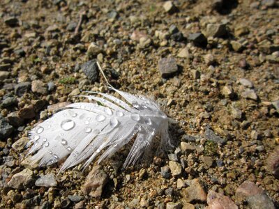Wet water feather