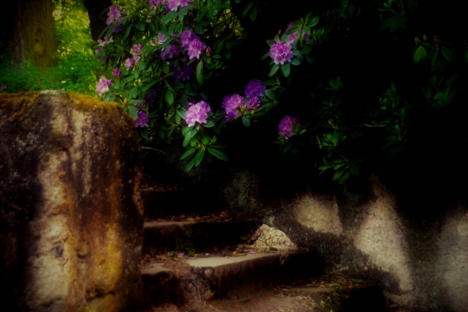A_Mystic_Place_(257902515)