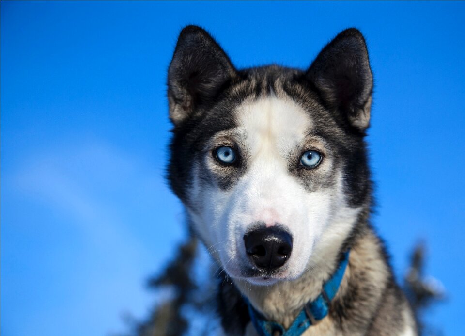 Portrait sled dog looking