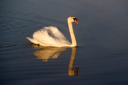 Bird swim water bird