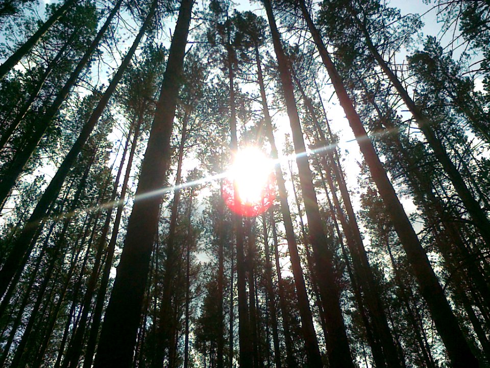 A_forest_on_the_edge_of_Yekaterinburg