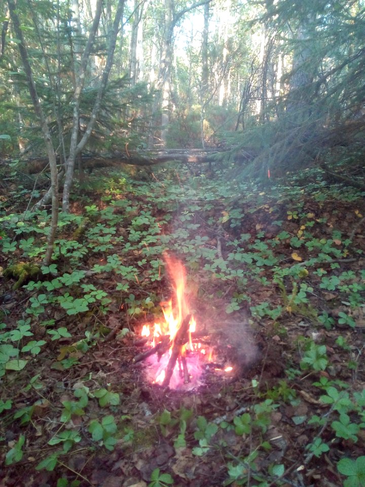 A_bonfire_in_the_wood._01