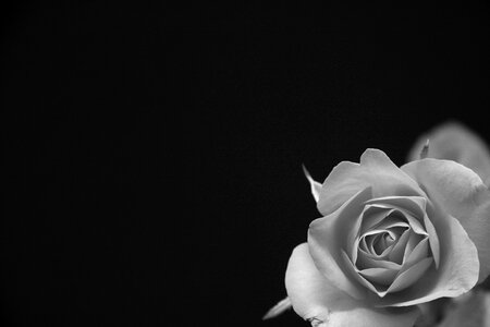 Grey black and white blossom