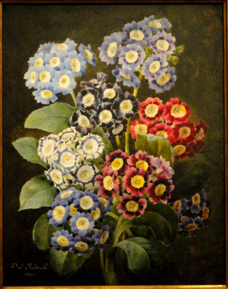 A_Bouquet_of_Auriculas_by_Pierre_Joseph_Redoute,_dated_1837,_watercolor_on_vellum_-_National_Gallery_of_Art,_Washington_-_DSC09741
