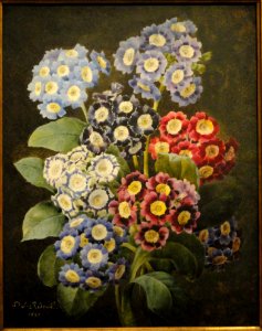 A_Bouquet_of_Auriculas_by_Pierre_Joseph_Redoute,_dated_1837,_watercolor_on_vellum_-_National_Gallery_of_Art,_Washington_-_DSC09741