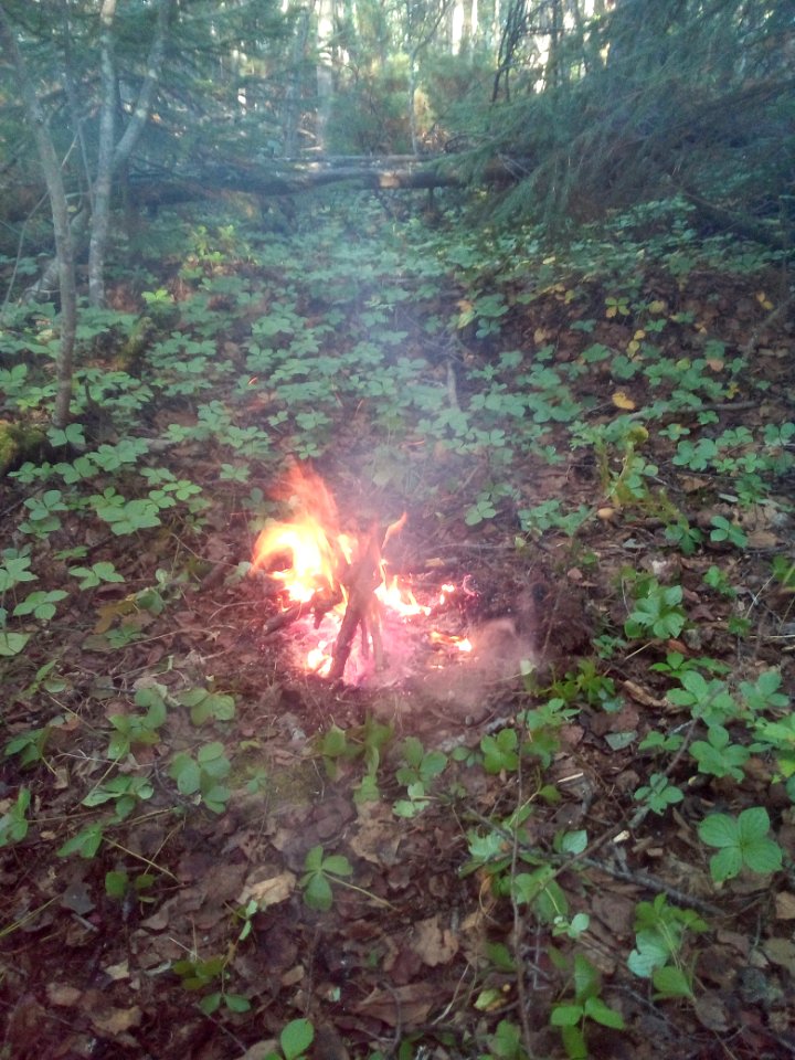 A_bonfire_in_the_wood._02