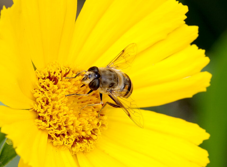 Macro appearance upodobnienie