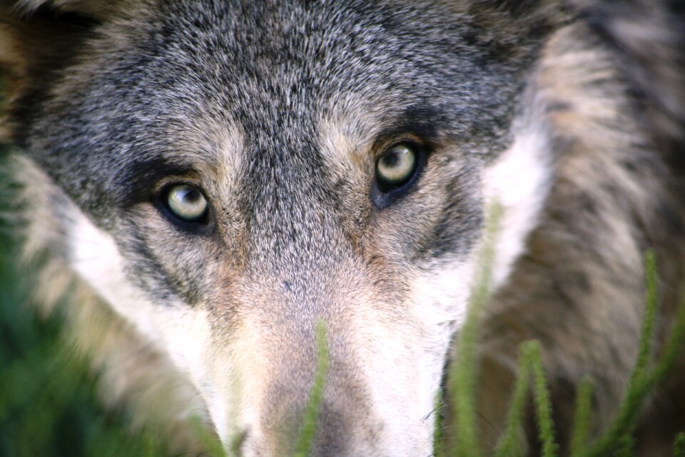 Mammal wild animal canine