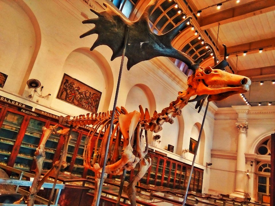 A_Fossil_reserved_in_Indian_Museum,_Kolkata