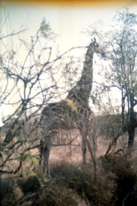 A_Giraffe_at_Kruger_National_Park
