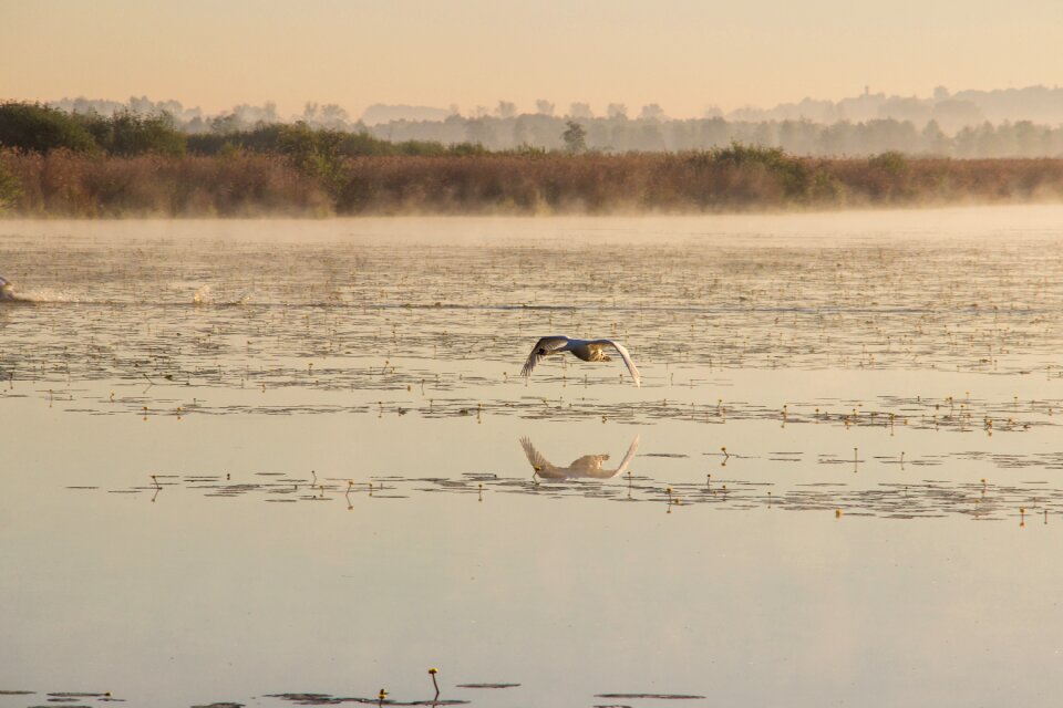 Spring lake morning mist elegant