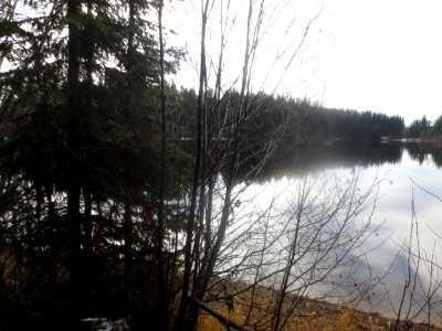 A_Calm_Rainy_Morning_in_Late_Autumn_at_Browne_Lake_Provincial_Park photo