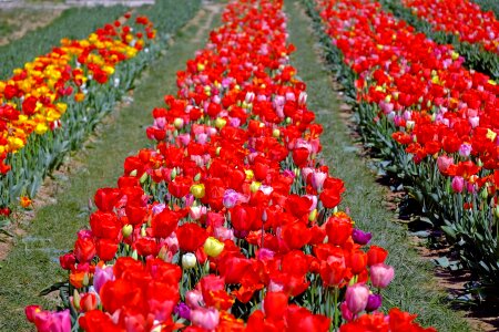 Color bloom many