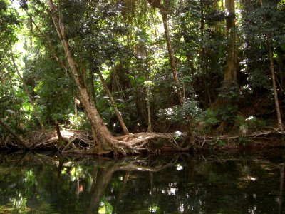 A_little_river_in_the_Daintree_forrest