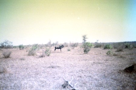A_Buffalo_at_Kruger_National_Park